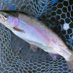 フライメインでルアーを少し ～岡崎トラウト…